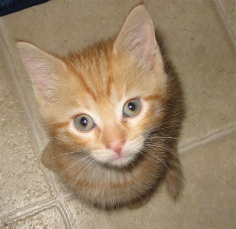 Domestic Cat. . Orange tabby kittens for sale
